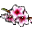 Kwiat Brzoskwini x1