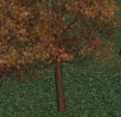 Drzewo.jpg