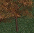 Drzewo.jpg
